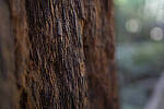 Click to see Y-JS-24MM-DSC00055-EDITED.jpg