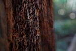 Click to see Y-JS-24MM-DSC00055.JPG
