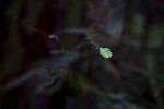 Click to see Y-JS-24MM-DSC00061-EDITED.jpg