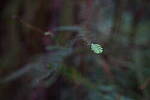 Click to see Y-JS-24MM-DSC00061.JPG