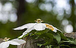 Click to see Y-70-180-2958-EDT.JPG