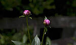 Click to see Y-70-180-2968-EDT.JPG