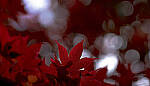 Click to see Y-70-180-2972-EDT.JPG