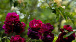 Click to see Y-70-180-2974-EDT.JPG