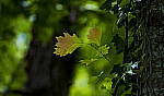 Click to see Y-70-180-2981-EDT.JPG