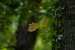 Click to see Y-70-180-2981.JPG
