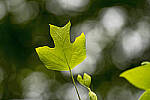 Click to see Y-70-180-2985-EDT.JPG