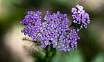 Click to see Y-70-180-3010-EDT.JPG