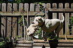 Click to see Y-70-180-3054.JPG