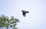 Click to see Y-70-180-3061-EDT.JPG