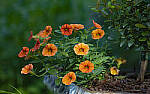 Click to see Y-70-180-3067-EDT.JPG