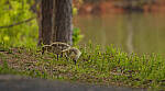 Click to see Y-70-180-3136-EDT.JPG