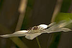 Click to see Y-70-180-3166-EDT.JPG