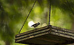 Click to see Y-70-180-3172-EDT.JPG