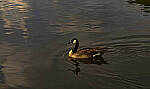 Click to see Y-70-180-3224-EDT.JPG
