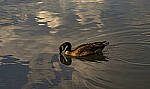 Click to see Y-70-180-3226-EDT.JPG