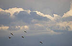 Click to see Y-70-180-3245-EDT.JPG