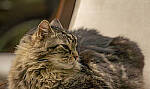 Click to see Y-70-180-3439-EDT.JPG