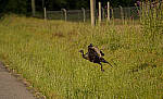 Click to see Y-70-180-3484-EDT.JPG