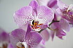 Click to see Y-JG-A7R-IV-24-70-GM-CLOSE-FOCUS-70MM.JPG