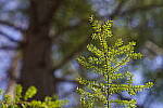 Click to see Y-JG-A7R-IV-24-70-GM-II-0256.JPG