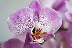 Click to see Y-JG-A7R-IV-24-70-GM-II-0633-CLOSE-FOCUS-70MM.JPG