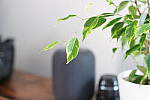 Click to see Y-JG-A7R-IV-24-70-GM-II-0660-SHARP-70MM-F2-8-CENTER-FOCUS.JPG