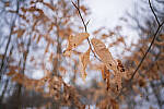 Click to see Y-JG-A7R-IV-SIGMA-20MM-8104-MOD.JPG