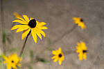 Click to see Y-JG-A7R-IV-SIGMA-24MM-F1-4-ART-8993-MOD.JPG