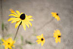 Click to see Y-JG-A7R-IV-SIGMA-24MM-F1-4-ART-8993.JPG