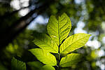 Click to see Y-JG-A7R-IV-SIGMA-24MM-F1-4-ART-9322.JPG