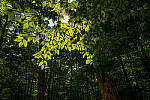 Click to see Y-JG-A7R-IV-SIGMA-24MM-F1-4-ART-9340-MOD.JPG