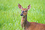 Click to see Y-JG-A7R-IV-TAMRON-150-500-1852-MOD.JPG