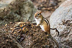Click to see Y-JG-A7R-IV-TAMRON-150-500-1863-MOD.JPG