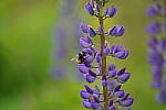 Click to see Y-JG-A7R-IV-TAMRON-150-500-1955.JPG