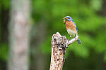 Click to see Y-JG-A7R-IV-TAMRON-150-500-1990-MOD.JPG