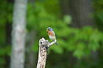 Click to see Y-JG-A7R-IV-TAMRON-150-500-1990.JPG