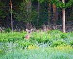Click to see Y-JG-A7R-IV-TAMRON-150-500-2010-MOD.JPG