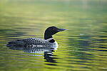 Click to see Y-JG-A7R-IV-TAMRON-150-500-2041.JPG