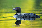 Click to see Y-JG-A7R-IV-TAMRON-150-500-2043-MOD.JPG