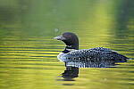 Click to see Y-JG-A7R-IV-TAMRON-150-500-2043.JPG