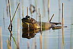 Click to see Y-JG-A7R-IV-TAMRON-150-500-2137.JPG
