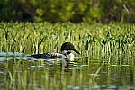 Click to see Y-JG-A7R-IV-TAMRON-150-500-2171.JPG
