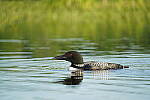 Click to see Y-JG-A7R-IV-TAMRON-150-500-2184.JPG
