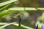Click to see Y-JG-A7R-IV-TAMRON-150-500-2241-MOD.JPG