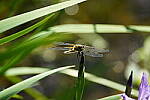 Click to see Y-JG-A7R-IV-TAMRON-150-500-2241.JPG