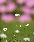 Click to see Y-JG-A7R-IV-TAMRON-150-500-2340-MOD.JPG