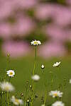 Click to see Y-JG-A7R-IV-TAMRON-150-500-2340.JPG