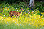 Click to see Y-JG-A7R-IV-TAMRON-150-500-2435-MOD.JPG
