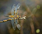 Click to see Y-JG-A7R-IV-TAMRON-150-500-2545-MOD.JPG